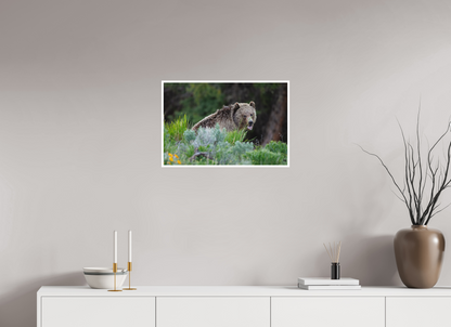 Yawning bear
