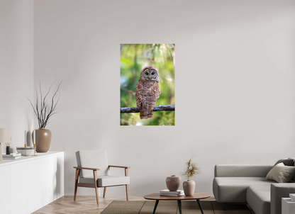 30 x 45″, Canvas "..." - Barred Owl