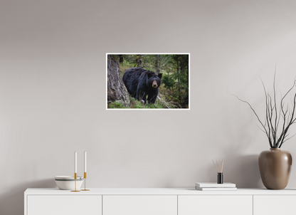 Black bear stare