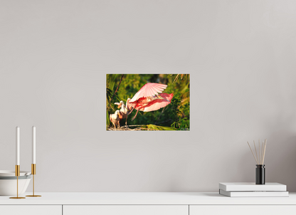12 x 8″, Canvas "After the Feeding" - Roseate Spoonbill