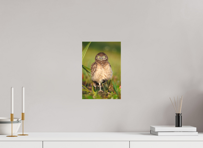 8 x 12″, Canvas "Little Lookout" - Burrowing owlet