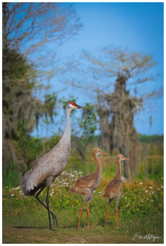 Main image "Wetland Wanderers" - Sandhill Cranes