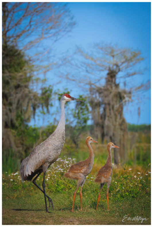 Main image "Wetland Wanderers" - Sandhill Cranes