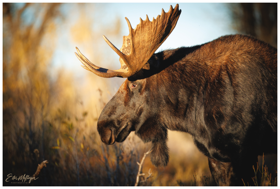 Main image "Monarch of Gros Ventre - In His Eyes"