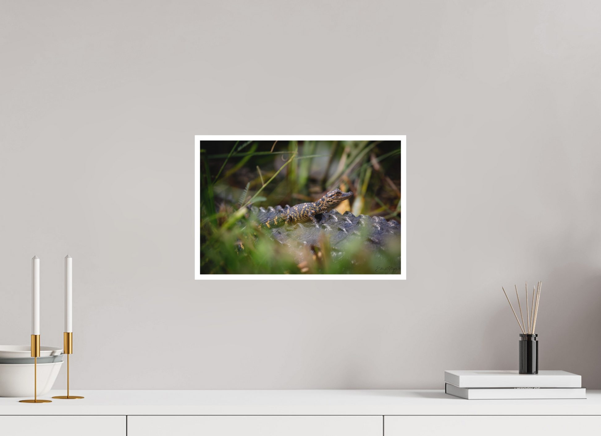 15 x 10″, Fine art print "Backseat Explorer" - Baby Alligator
