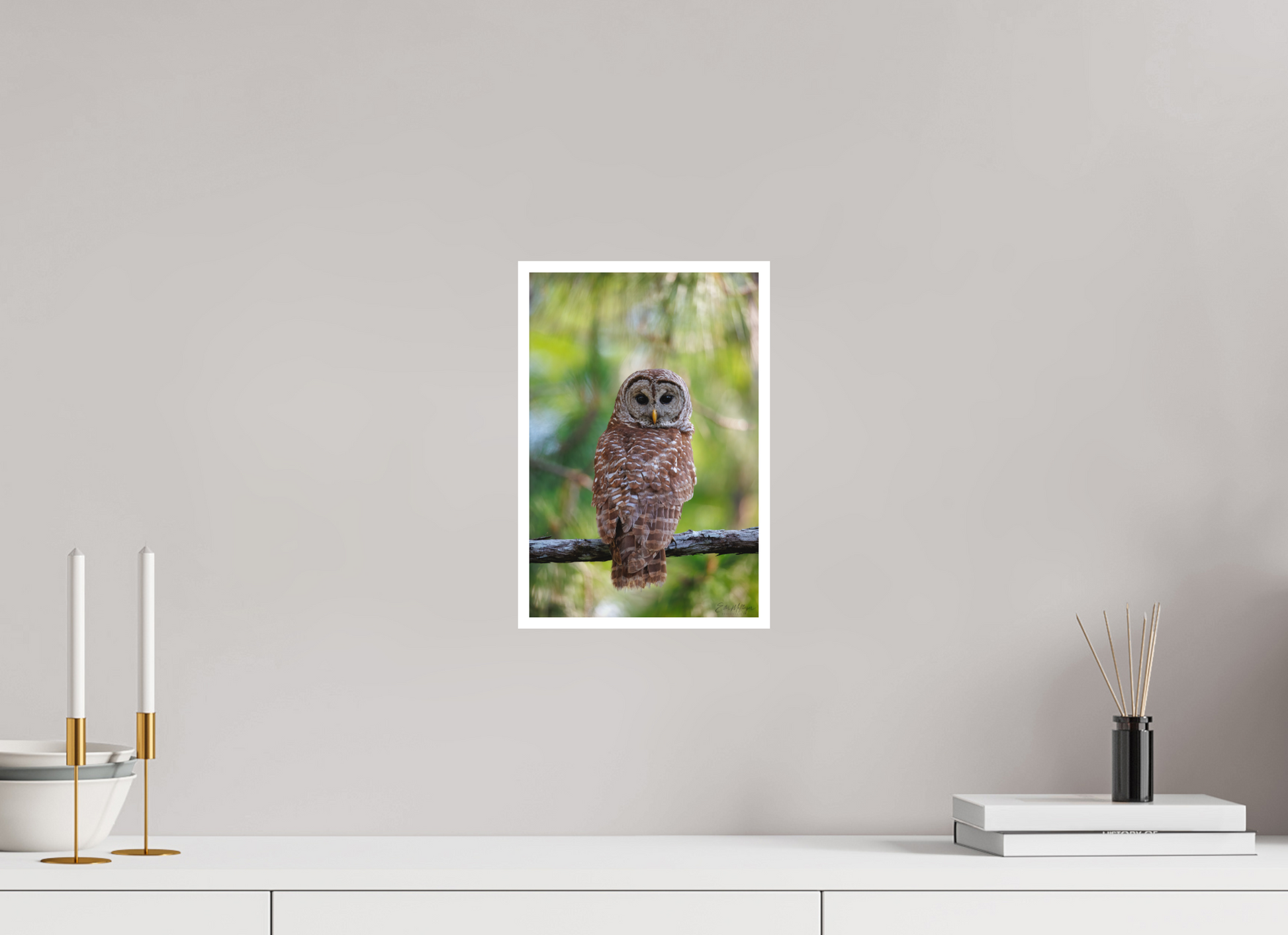 8 x 12″, Fine art print "..." - Barred Owl