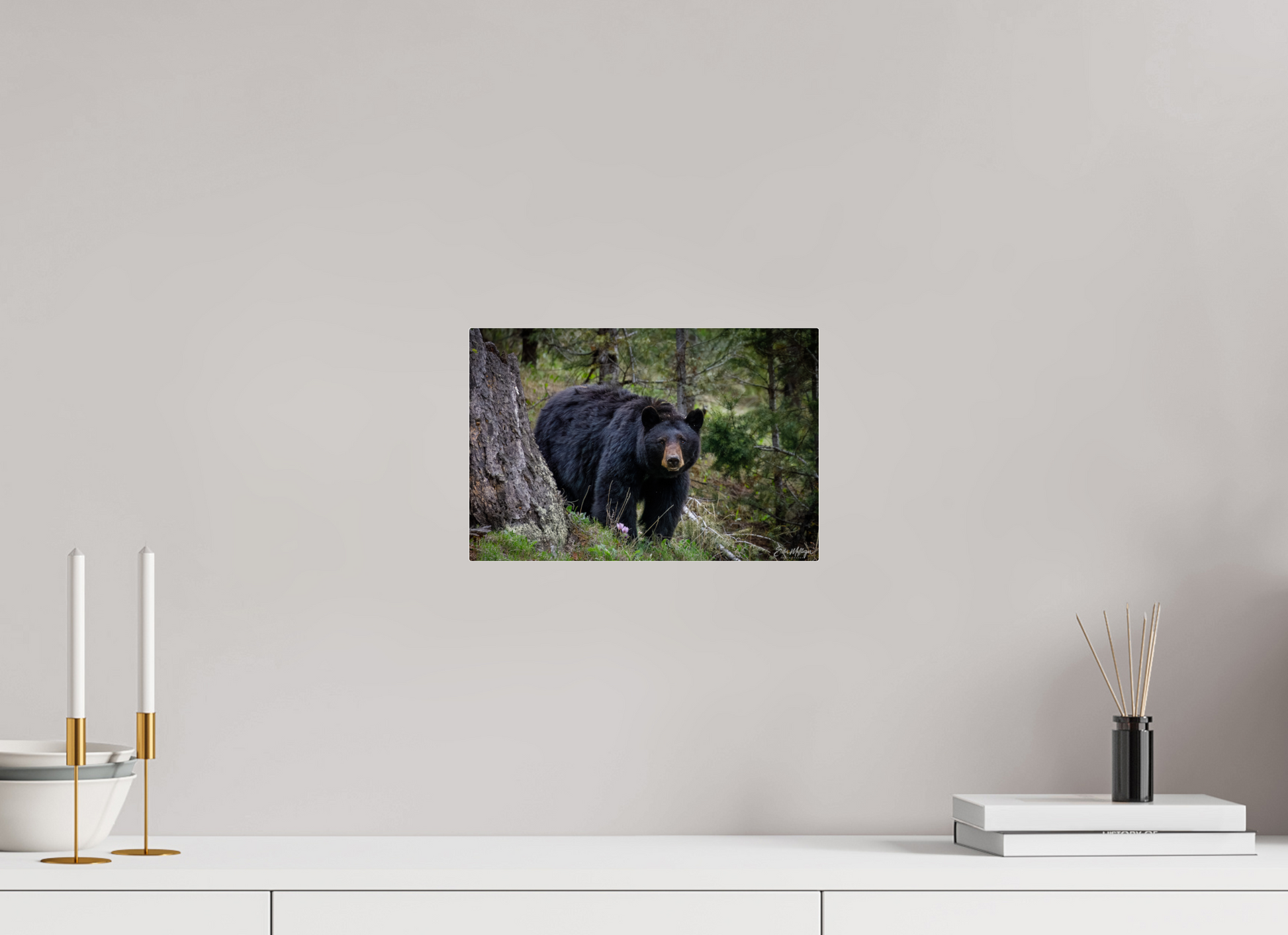 12 x 8″, Acrylic "Silent Gaze" - Black Bear