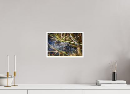 12 x 8″, Fine art print "Perched Above" - Baby Alligator