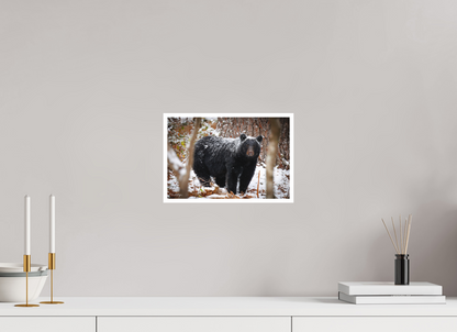 12 x 8″, Fine art print "Winter Watcher" - Black Bear