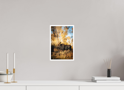 8 x 12″, Fine art print "Monarch of Gros Ventre - Stillness" - Bull Moose