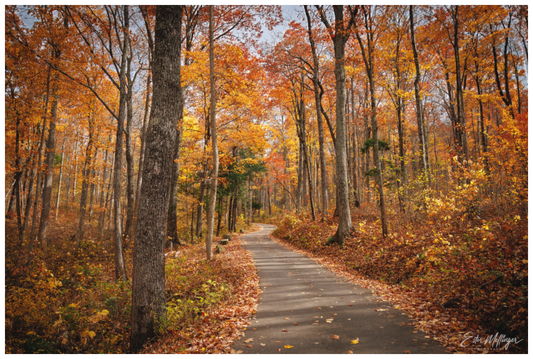 Main image "Golden Path" - Roaring Fork Road