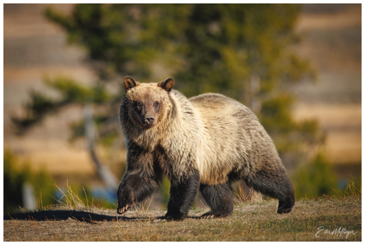 Main image "River Run" - Grizzly Bear