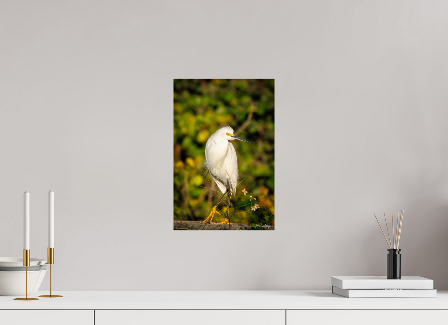 10 x 15″, Metal "Golden Light, White Silence" - Great Egret