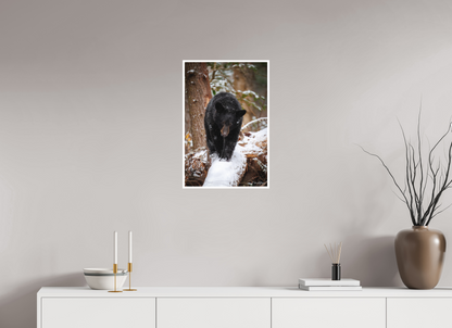 16 x 24″, Fine art print "Little Snow Walker" - Black Bear