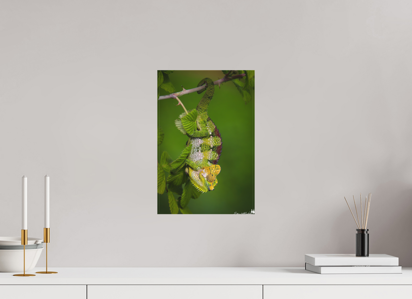 Chameleon