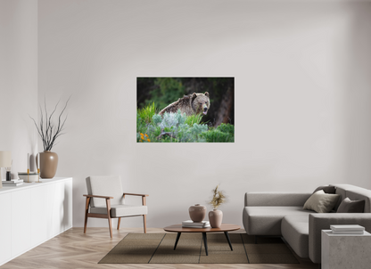 54 x 36″, Canvas "Gentle Yawn" - Grizzly Bear