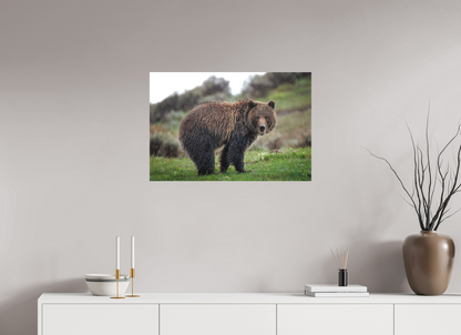 Grizzly in the rain
