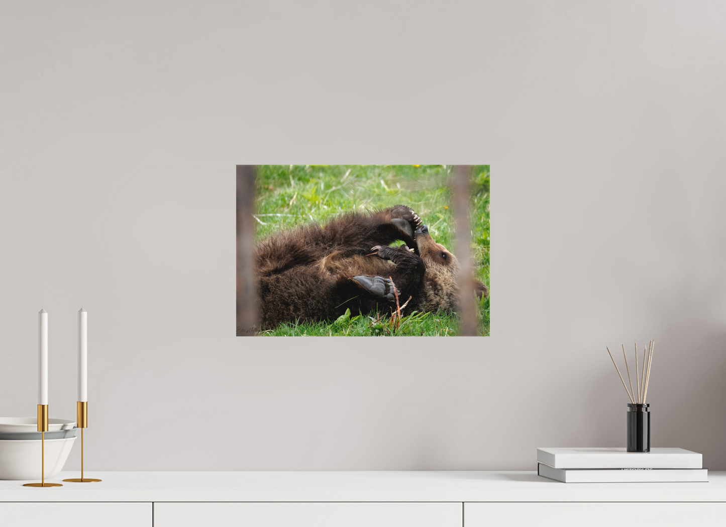 15 x 10″, Canvas "Playful Beginnings" - Grizzly Bear