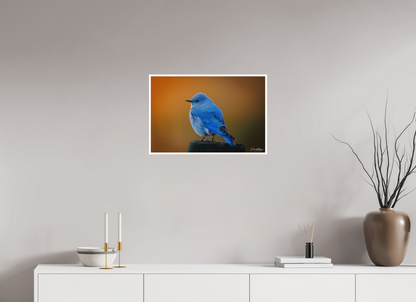 24 x 16″, Fine art print "Sunrise Blue" - Mountain Bluebird