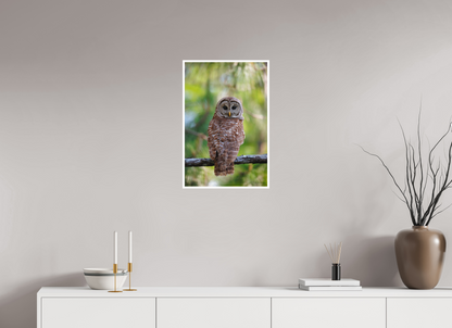 16 x 24″, Fine art print "..." - Barred Owl