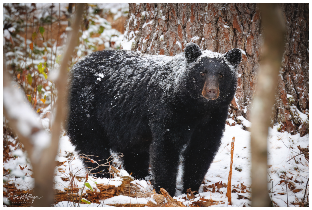 Main image "Winter Watcher" - Black Bear