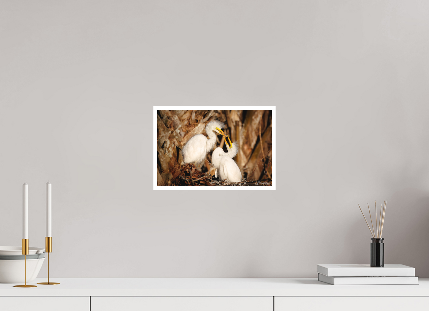 12 x 8″, Fine art print "Wetland Nursery" - Great Egrets