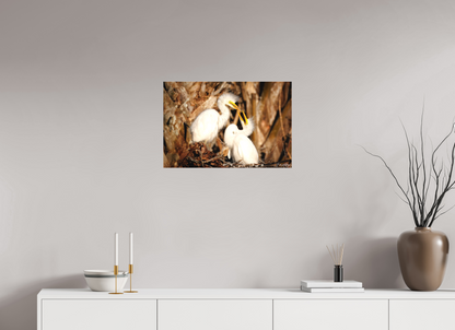 24 x 16″, Canvas "Wetland Nursery" - Great Egrets