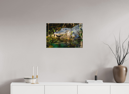 24 x 16″, Canvas "Shadow of the Cypress" - American Alligator