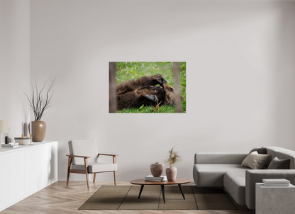 Bear chewing on its foot