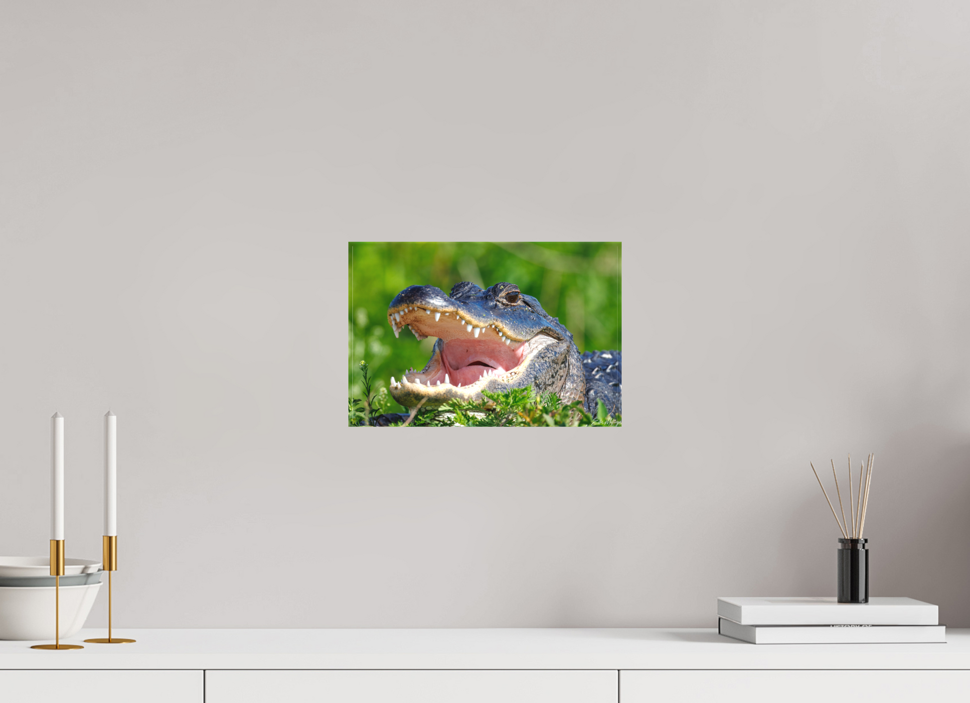 12 x 8″, Canvas "Wide Open" - American Alligator
