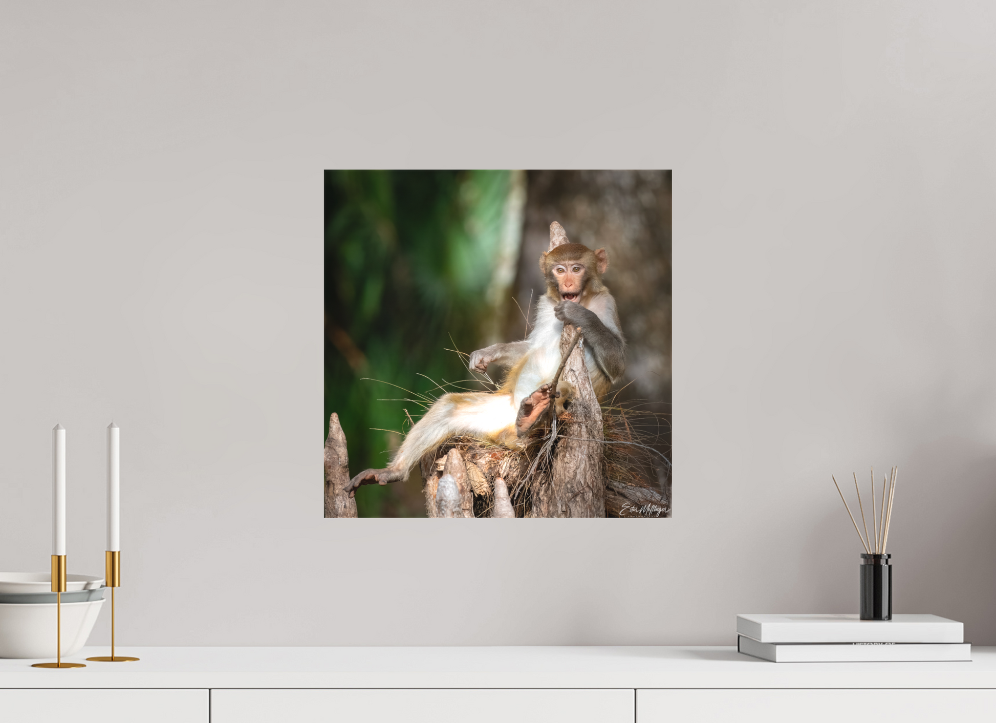 15 x 15″, Canvas "Silver Song" - Rhesus Macaque