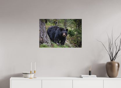 Black bear stare