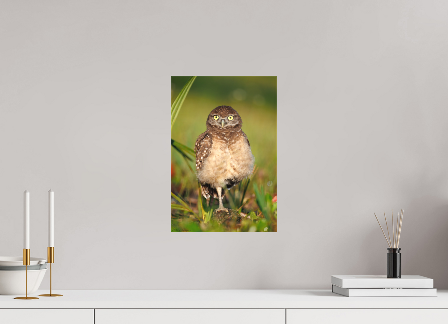 10 x 15″, Canvas "Little Lookout" - Burrowing owlet