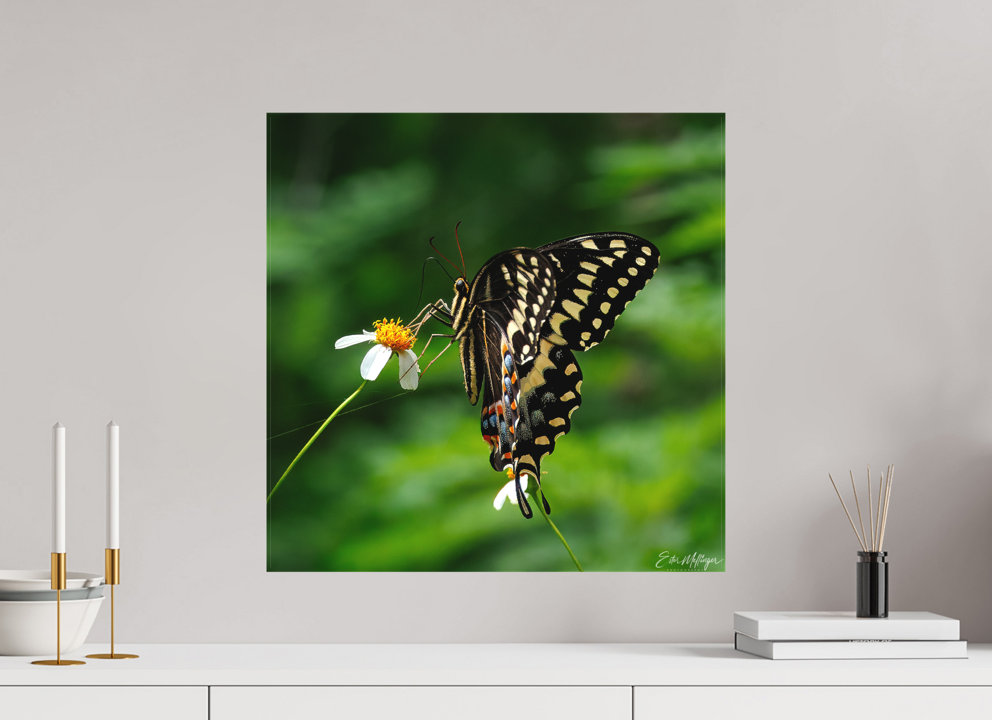 20 x 20″, Canvas "Wildflower Landing" - Black Swallowtail