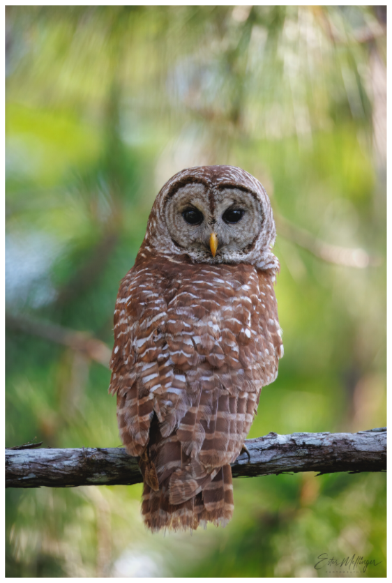 Main image "..." - Barred Owl
