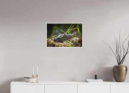 24 x 16″, Fine art print "Teeth of Time" - American Crocodile
