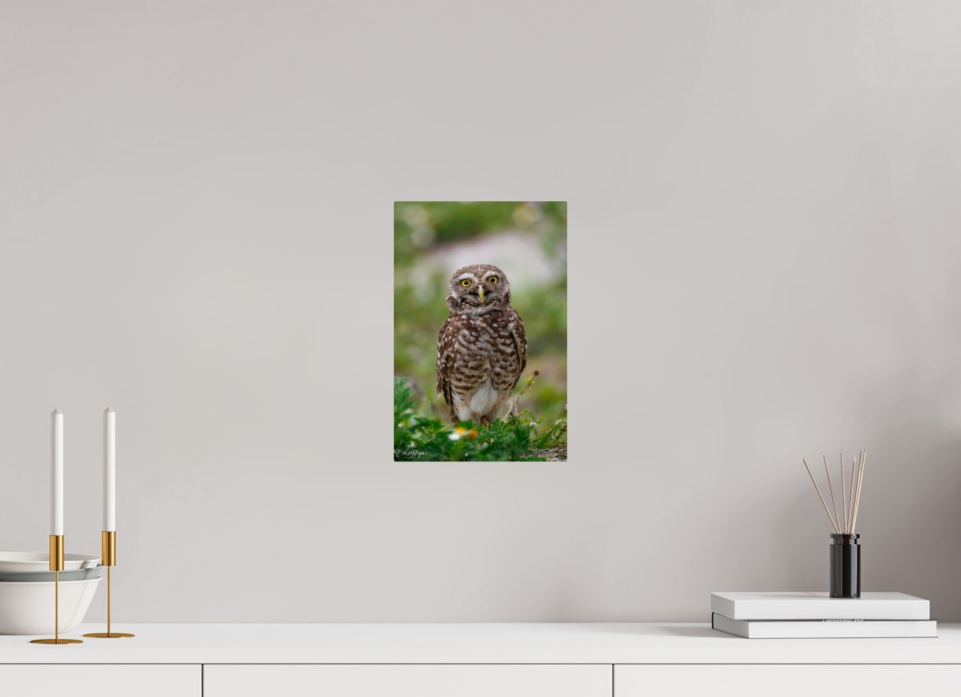 8 x 12″, Metal "Wide-Eyed Wonder" - Burrowing Owl