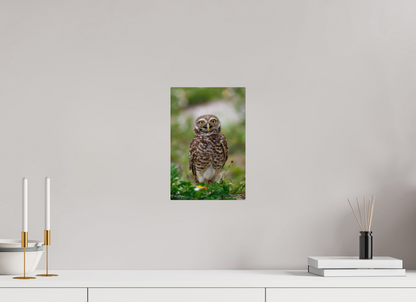 8 x 12″, Metal "Wide-Eyed Wonder" - Burrowing Owl