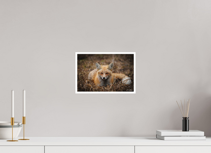 12 x 8″, Fine art print "Resting Ember" - Red Fox