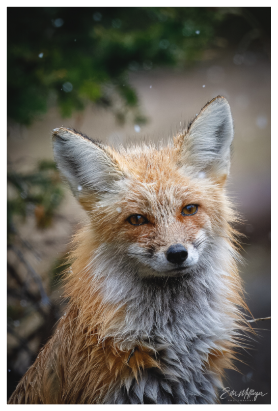 Main image "Quiet Mind" - Red Fox