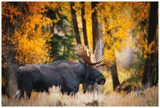 Main image "Majesty in the rain" - Bull moose