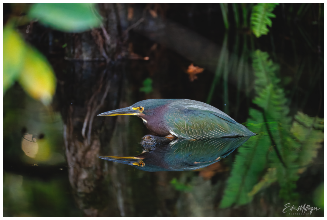 Main image "Reflections in the Cypress" - Green Heron