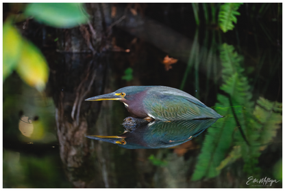 Main image "Reflections in the Cypress" - Green Heron