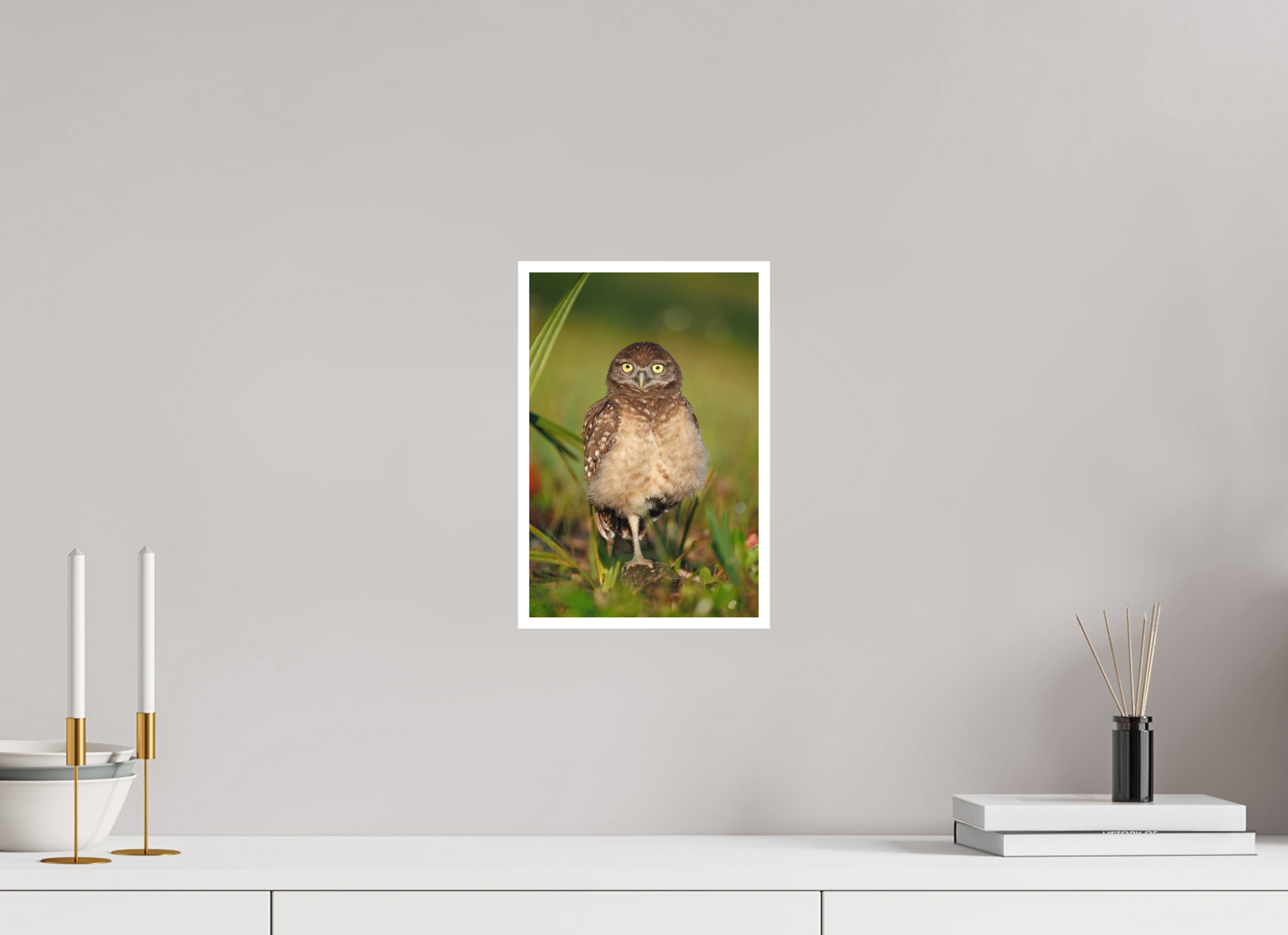 8 x 12″, Fine art print "Little Lookout" - Burrowing owlet