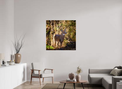 40 x 40″, Metal "King of the Timberline" - White-tailed Buck