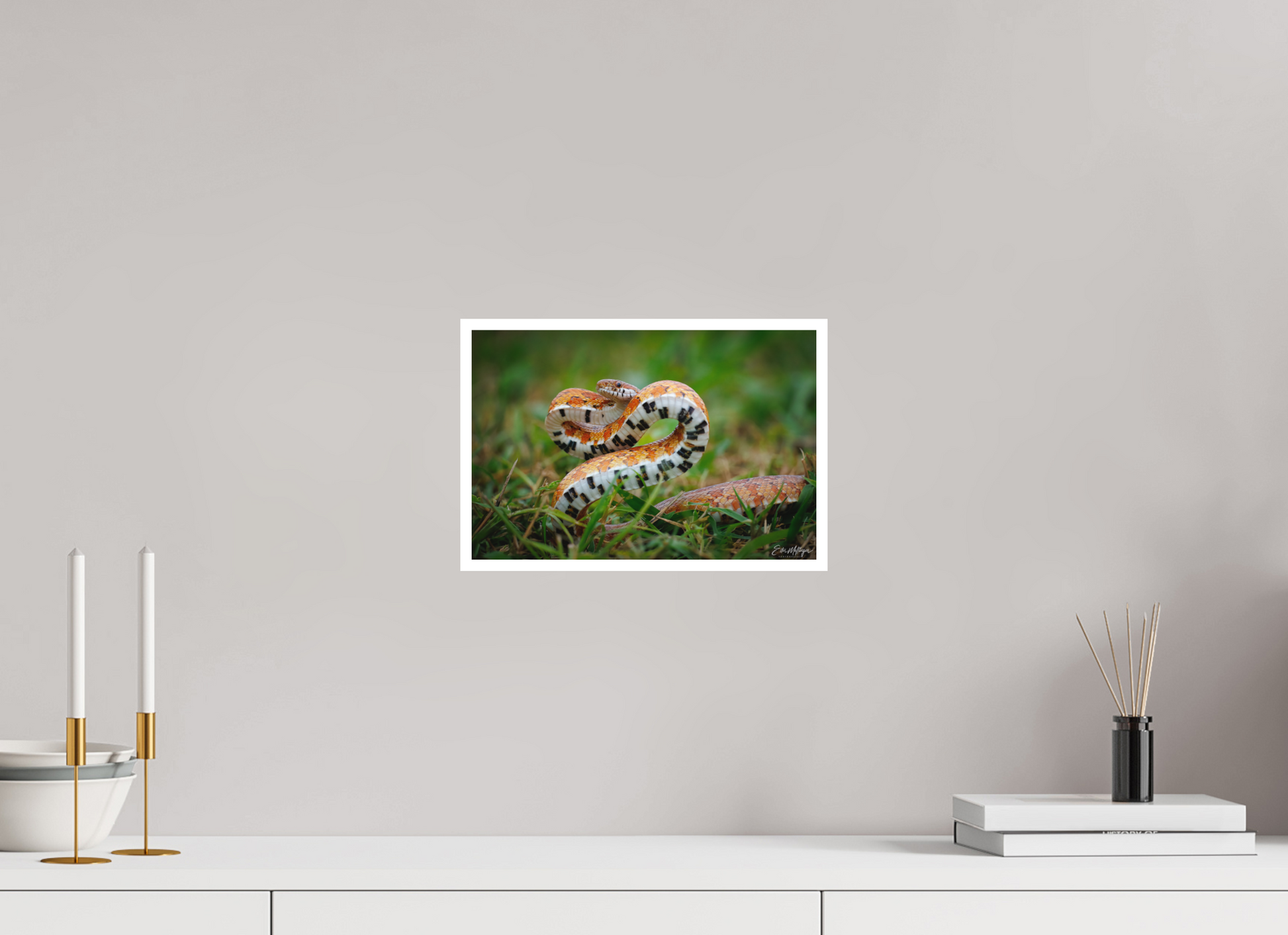 12 x 8″, Fine art print "Wild Pattern" - Florida Corn Snake
