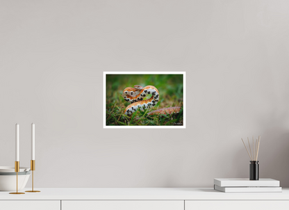 12 x 8″, Fine art print "Wild Pattern" - Florida Corn Snake
