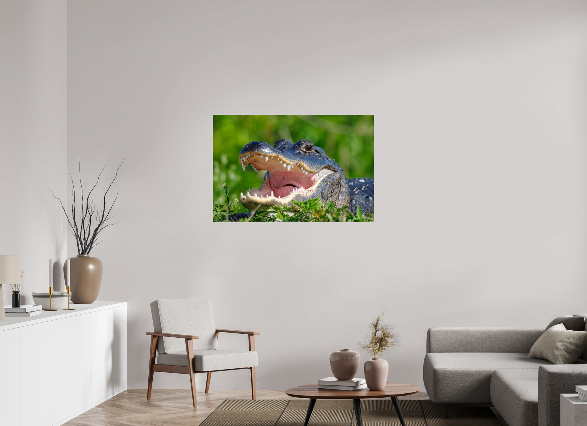 45 x 30″, Metal "Wide Open" - American Alligator