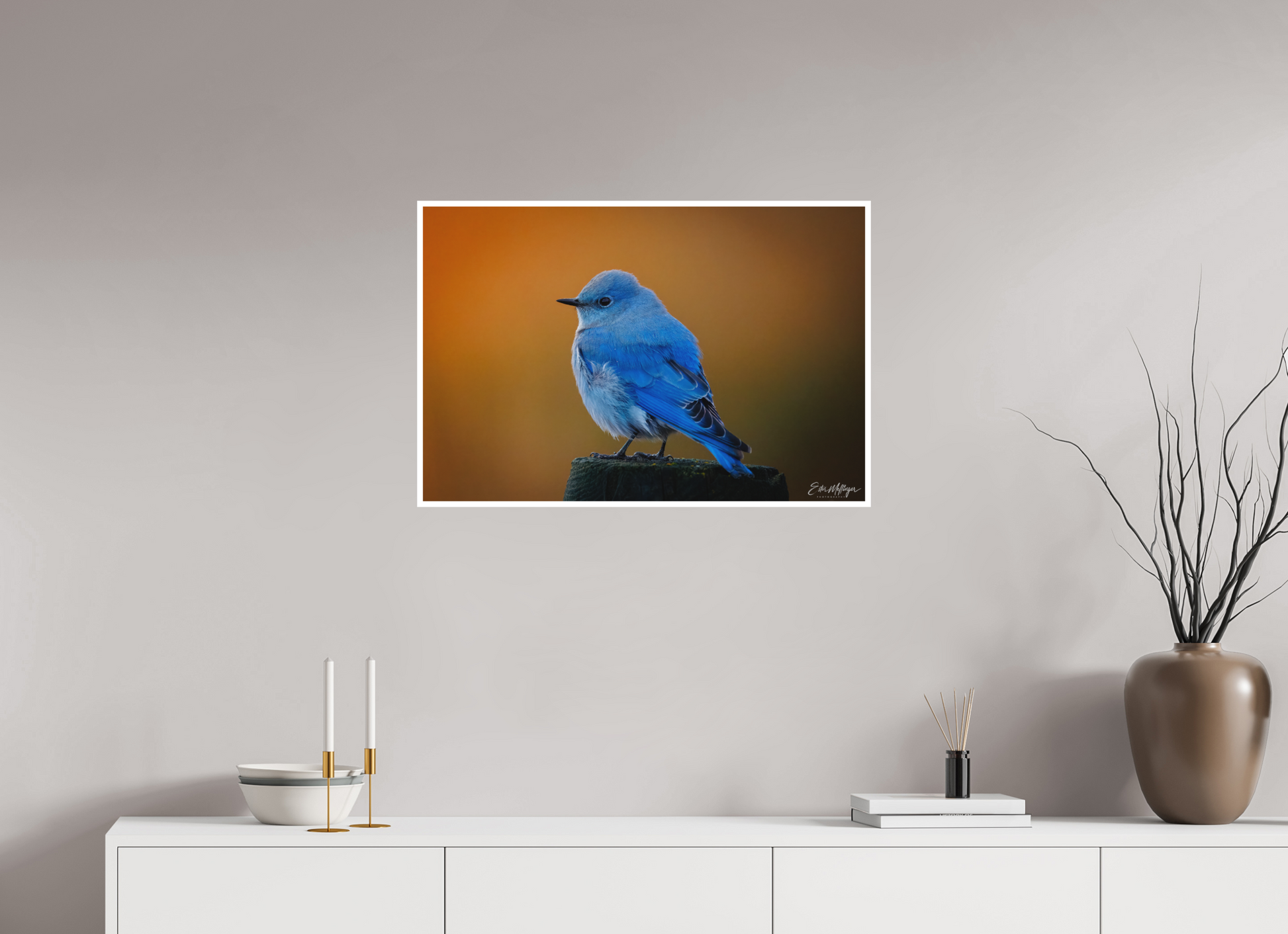 30 x 20″, Fine art print "Sunrise Blue" - Mountain Bluebird
