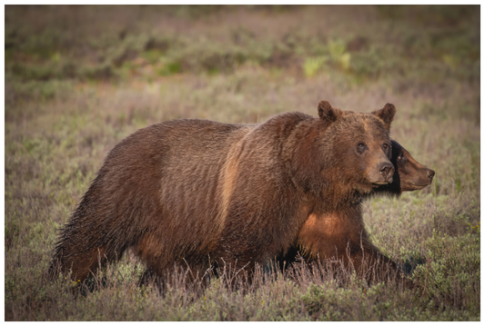 Main image "Grizzly 399 on the Move"